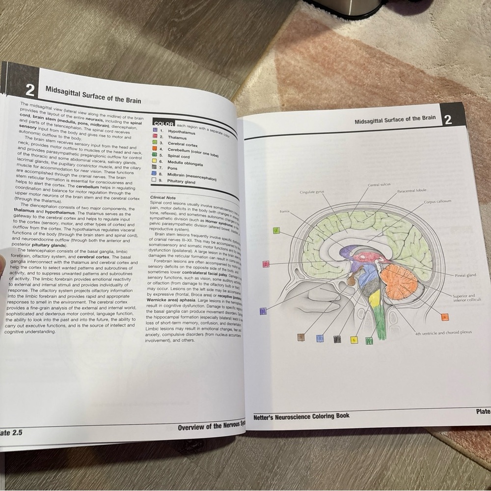 Netter’s Neuroscience Coloring Book - Picture 8 of 11